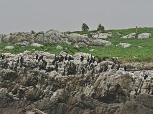 0403 PHALACROCORAX CAPENSIS ΠΤΗΣΗ ΚΟΡΜΟΡΑΝΟΣ HERMANUS CAPE WHALE ROUTE Ν ΑΦΡΙΚΗ 04-08-2026