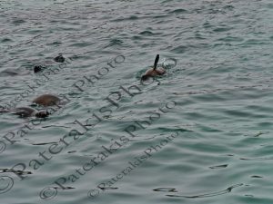 0404 FUR SEAL ΓΟΥΝΟΦΟΡΑ ΦΩΚΙΑ HERMANUS CAPE WHALE ROUTE Ν ΑΦΡΙΚΗ 04-08-2026