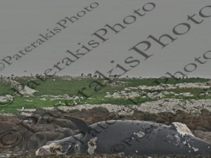 0405 HUMPBAC WHALE ΜΕΓΑΠΤΕΡΗ ΦΑΛΑΙΝΑ ΝΕΚΡΗ ΞΕΒΡΑΣΜΕΝΗ ΣΤΗΝ ΑΚΤΗ HERMANUS CAPE WHALE ROUTE Ν ΑΦΡΙΚΗ 04-08-2026