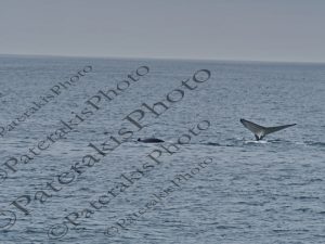 0406 SOUTH RIGH WHALE ΝΟΤΙΑ ΦΑΛΑΙΝΑ HERMANUS CAPE WHALE ROUTE Ν ΑΦΡΙΚΗ 04-08-2026