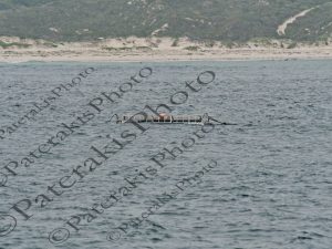 0408  ΚΛΩΒΟΣ ΠΑΡΑΤΗΡΗΣΗΣ ΚΑΡΧΑΡΙΑ HERMANUS CAPE WHALE ROUTE Ν ΑΦΡΙΚΗ 04-08-2026