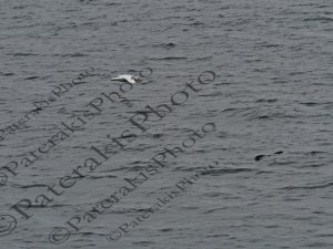 0410 WHITE MORPH SOUTHERN GIANT PETREL ΛΕΥΚΟ ΝΟΤΙΟ ΓΙΓΑΝΤΙΟ ΠΕΤΡΕΛΙ HERMANUS CAPE WHALE ROUTE Ν ΑΦΡΙΚΗ 04-08-2026