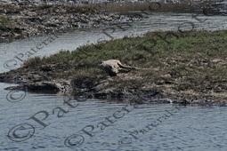 0105 CROCODYLUS NILOTICUS ΚΡΟΚΟΔΕΙΛΟΣ ΕΘΝΙΚΟ ΠΑΡΚΟ CHOBE ΠΟΤΑΜΙ ZAMBEZI ΜΠΟΤΣΟΥΑΝΑ 01-08-2026