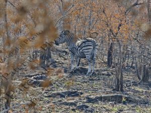 0601 EQUUS ZEBRA ΖΕΒΡΑ KRUGER NATIONAL PARK Ν ΑΦΡΙΚΗ 06-08-2026