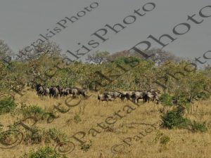 0602 CONNOCHAETES TAURINUS ΓΚΝΟΥ ΚΟΝΝΟΧΑΙΤΗΣ KRUGER NATIONAL PARK Ν ΑΦΡΙΚΗ 06-08-2026