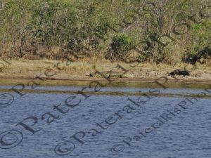 0603 CROCODYLUS NILOTICUS ΚΡΟΚΟΔΕΙΛΟΣ KRUGER NATIONAL PARK Ν ΑΦΡΙΚΗ 06-08-2026
