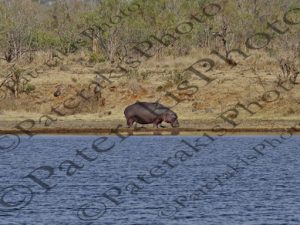 0604 HIPPOPOTAMUS AMPHBIUS ΙΠΠΟΠΟΤΑΜΟΣ KRUGER NATIONAL PARK Ν ΑΦΡΙΚΗ 06-08-2026