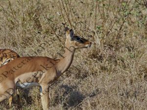 0605 AEPYCEROS MELAMPUS ΙΜΠΑΛΑ ΑΝΤΙΛΟΠΗ KRUGER NATIONAL PARK Ν ΑΦΡΙΚΗ 06-08-2026