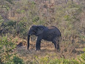 0606 LOXODONTA AFRICANA ΑΦΡΙΚΑΝΙΚΟΣ ΕΛΕΦΑΝΤΑΣ KRUGER NATIONAL PARK Ν ΑΦΡΙΚΗ 06-08-2026