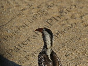 0607 TOCKUS RUFIROSTRIS ΕΡΥΘΡΟΡΑΜΦΟΣ ΒΟΥΚΕΡΟΣ KRUGER NATIONAL PARK Ν ΑΦΡΙΚΗ 06-08-2026