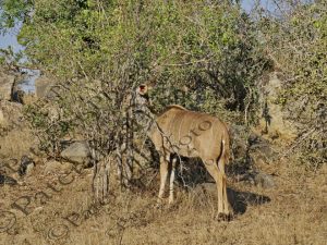 0608 TRAGELAPHUS STREPSICEROS ΜΕΓΑΛΟ ΚΟΥΝΤΟΥ ΤΡΩΕΙ ΦΥΛΛΑ KRUGER NATIONAL PARK Ν ΑΦΡΙΚΗ 06-08-2026