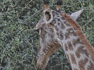 0609 GIRAFFA CAMELOPARDALIS ΚΑΜΗΛΟΠΑΡΔΑΛΗ ΤΡΩΕΙ ΦΥΛΛΑ KRUGER NATIONAL PARK Ν ΑΦΡΙΚΗ 06-08-2026