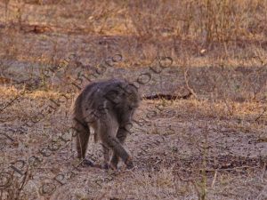 0611 PAPIO ANUBIS ΕΛΑΙΟΧΡΩΜΟΣ ΜΠΑΜΠΟΥΙΝΟΣ KRUGER NATIONAL PARK Ν ΑΦΡΙΚΗ 06-08-2026