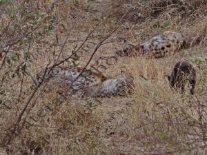 0612 SPOTTED HYENA ΣΤΙΚΤΗ ΥΑΙΝΑ KRUGER NATIONAL PARK Ν ΑΦΡΙΚΗ 06-08-2026