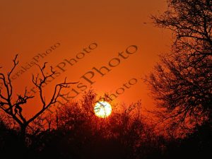 0613 ΔΥΣΗ ΗΛΙΟΣ ΠΙΣΩ ΑΠΟ ΔΕΝΔΡΟ KRUGER NATIONAL PARK Ν ΑΦΡΙΚΗ 06-08-2026