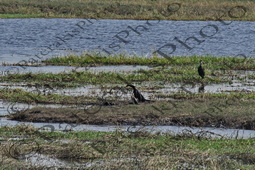 0107 AFRICAN DARTER ΑΦΡΙΚΑΝΙΚΗ ΒΕΛΟΝΑ ΕΘΝΙΚΟ ΠΑΡΚΟ CHOBE ΠΟΤΑΜΙ ZAMBEZI ΜΠΟΤΣΟΥΑΝΑ 01-08-2026