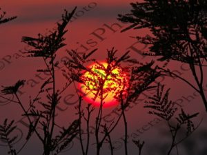 0701 ΑΝΑΤΟΛΗ ΗΛΙΟΣ ΠΙΣΩ ΑΠΟ ΚΛΑΔΙ KRUGER NATIONAL PARK Ν ΑΦΡΙΚΗ 07-08-2026