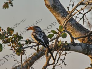 0703 TOCKUS LEUCOMELAS ΚΙΤΡΙΝΟΡΑΜΦΟΣ ΒΟΥΚΕΡΟΣ KRUGER NATIONAL PARK Ν ΑΦΡΙΚΗ 07-08-2026