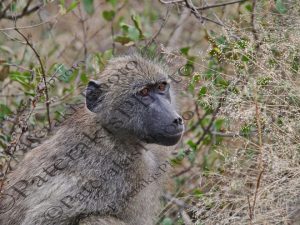 0704 PAPIO ANUBIS ΕΛΑΙΟΧΡΩΜΟΣ ΜΠΑΜΠΟΥΙΝΟΣ KRUGER NATIONAL PARK Ν ΑΦΡΙΚΗ 07-08-2026