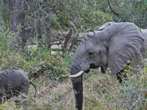 0705 LOXODONTA AFRICANA ΑΦΡΙΚΑΝΙΚΟΣ ΕΛΕΦΑΝΤΑΣ KRUGER NATIONAL PARK Ν ΑΦΡΙΚΗ 07-08-2026