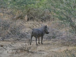 0706 PHACOCHOERUS AFRICANUS ΦΑΚΟΧΟΙΡΟΣ KRUGER NATIONAL PARK Ν ΑΦΡΙΚΗ 07-08-2026