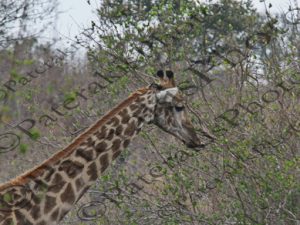0708 GIRAFFA CAMELOPARDALIS ΚΑΜΗΛΟΠΑΡΔΑΛΗ ΤΡΩΕΙ ΦΥΛΛΑ KRUGER NATIONAL PARK Ν ΑΦΡΙΚΗ 07-08-2026
