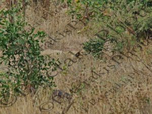 0709 PANTERA LEO ΛΙΟΝΤΑΡΙ ΛΕΑΙΝΑ ΖΕΥΓΑΡΩΜΑ KRUGER NATIONAL PARK Ν ΑΦΡΙΚΗ 07-08-2026