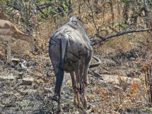 0710 CONNOCHAETES TAURINUS ΓΚΝΟΥ ΚΟΝΝΟΧΑΙΤΗΣ KRUGER NATIONAL PARK Ν ΑΦΡΙΚΗ 07-08-2026