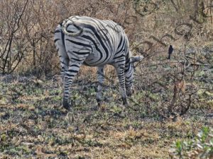 0711 EQUUS ZEBRA ΖΕΒΡΑ KRUGER NATIONAL PARK Ν ΑΦΡΙΚΗ 07-08-2026