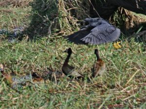 0108 EGRETTA ARDESIACA ΜΑΥΡΟΤΣΙΚΝΙΑΣ ΕΘΝΙΚΟ ΠΑΡΚΟ CHOBE ΠΟΤΑΜΙ ZAMBEZI ΜΠΟΤΣΟΥΑΝΑ 01-08-2026