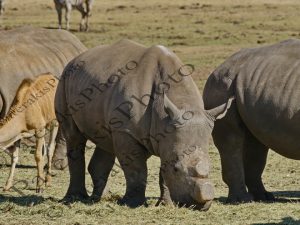 0803 SOUTHERN WHITE RHINOCEROS ΡΙΝΟΚΕΡΟΣ ALZU PETROPORT 35th Km BETWEEN MIDDLBURG & BELFAST N4 Ν ΑΦΡΙΚΗ 08-08-2026