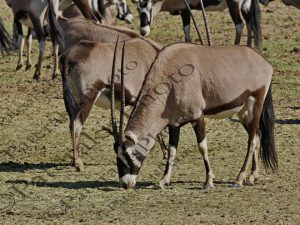 0804 GEMSBOK ORYX GAZELLA ΓΑΖΕΛΑ ALZU PETROPORT 35th Km BETWEEN MIDDLBURG & BELFAST N4 Ν ΑΦΡΙΚΗ 08-08-2026