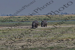 0109 HIPPOPOTAMUS AMPHBIUS ΙΠΠΟΠΟΤΑΜΟΣ ΕΘΝΙΚΟ ΠΑΡΚΟ CHOBE ΠΟΤΑΜΙ ZAMBEZI ΜΠΟΤΣΟΥΑΝΑ 01-08-2026