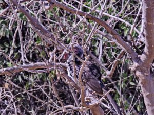0112 SOUTHERN RED BILLED HORNBILL ΝΟΤΙΟ ΚΟΚΚΙΝΟΡΑΜΦΟ ΒΟΥΚΕΡΟ ΕΘΝΙΚΟ ΠΑΡΚΟ CHOBE ΠΟΤΑΜΙ ZAMBEZI ΜΠΟΤΣΟΥΑΝΑ 01-08-2026