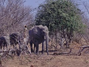 0113 LOXODONTA AFRICANA ΑΦΡΙΚΑΝΙΚΟΣ ΕΛΕΦΑΝΤΑΣ ΠΙΝΕΙ ΝΕΡΟ ΠΑΙΧΝΙΔΙ ΕΛΕΦΑΝΤΩΝ ΕΘΝΙΚΟ ΠΑΡΚΟ CHOBE ΠΟΤΑΜΙ ZAMBEZI ΜΠΟΤΣΟΥΑΝΑ 01-08-2026