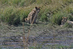 0115 PANTHERA LEO ΛΕΑΙΝΑ ΛΙΟΝΤΑΡΙ ΤΡΩΕΙ ΕΛΕΦΑΝΤΑ ΕΘΝΙΚΟ ΠΑΡΚΟ CHOBE ΠΟΤΑΜΙ ZAMBEZI ΜΠΟΤΣΟΥΑΝΑ 01-08-2026