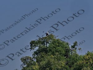 0116 HALIAEETUS VOCIFER ΑΦΡΙΚΑΝΙΚΟΣ ΨΑΡΑΕΤΟΣ ΕΘΝΙΚΟ ΠΑΡΚΟ CHOBE ΠΟΤΑΜΙ ZAMBEZI ΜΠΟΤΣΟΥΑΝΑ 01-08-2026