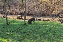 16 SUS SCROFA ΑΓΡΙΟΓΟΥΡΟΥΝΟ VICTORIA FALLS ΖΙΜΠΑΜΠΟΥΕ 31-07-2026
