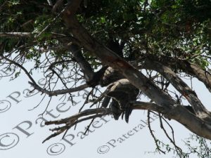 0117 POLEMAETUS BELLICOSUS ΠΟΛΕΜΙΚΟΣ ΑΕΤΟΣ ΘΗΡΑΜΑ ΦΡΑΓΚΟΚΟΤΑ NIMIDA MELEAGRIS ΕΘΝΙΚΟ ΠΑΡΚΟ CHOBE ΠΟΤΑΜΙ ZAMBEZI ΜΠΟΤΣΟΥΑΝΑ 01-08-2026