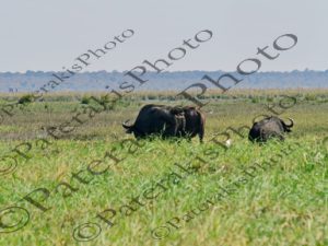 0119 SYNCERUS CAFFER ΑΦΡΙΚΑΝΙΚΟΣ ΒΟΥΒΑΛΟΣ ΕΘΝΙΚΟ ΠΑΡΚΟ CHOBE ΠΟΤΑΜΙ ZAMBEZI ΜΠΟΤΣΟΥΑΝΑ 01-08-2026