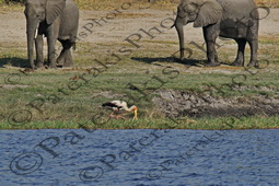 0120 MYCTERIA IBIS ΚΙΤΡΙΝΟΡΑΜΦΟΣ ΠΕΛΑΡΓΟΣ ΕΘΝΙΚΟ ΠΑΡΚΟ CHOBE ΠΟΤΑΜΙ ZAMBEZI ΜΠΟΤΣΟΥΑΝΑ 01-08-2026