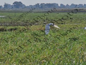 0123 ARDEA ALBA ΑΡΓΥΡΟΤΣΙΚΝΙΑΣ ΕΘΝΙΚΟ ΠΑΡΚΟ CHOBE ΠΟΤΑΜΙ ZAMBEZI ΜΠΟΤΣΟΥΑΝΑ 01-08-2026