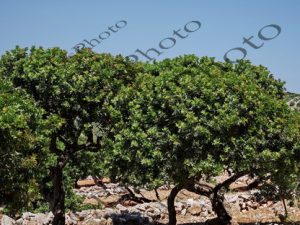 23 ΜΑΣΤΙΧΟΔΕΝΤΡΟ ΠΥΡΓΙ ΧΙΟΣ 26-06-2026