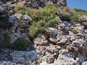 24 ΠΑΡΑΛΙΑ ΜΑΥΡΑ ΒΟΛΙΑ ΧΙΟΣ 26-06-2026
