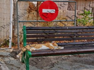 2916 ΓΑΤΑ ΧΩΡΑ ΚΥΘΗΡΑ 29-08-2026