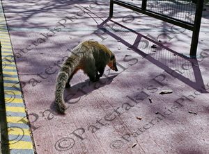 0202 COATIS IGUAZU ΑΡΓΕΝΤΙΝΗ 02-08-2025