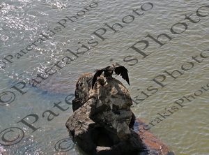 0205 ΚΟΡΜΟΡΑΝΟΣ CORMORAN MORVRAN ΠΟΤΑΜΟΣ PARANA IGUAZU ΑΡΓΕΝΤΙΝΗ 02-08-2025
