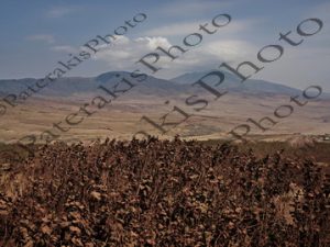 2201 ΚΑΤΣΙΚΙ ΓΑΙΔΟΥΡΙ ΜΟΣΧΑΡΙ ΚΑΜΗΛΟΠΑΡΔΑΛΗ ΜΑΣΣΑΙ ΧΩΡΙΟ NGORONGORO CONSERVATION AREA ΤΑΝΖΑΝΙΑ 22_23-07-2025