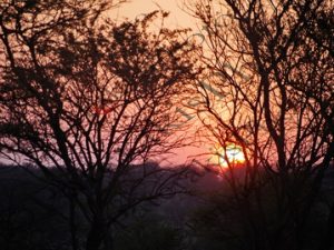 2301 ΑΝΑΤΟΛΗ ΗΛΙΟΥ ΔΕΝΤΡΟ SERENGETI NATIONAL PARK ΤΑΝΖΑΝΙΑ 23-07-2025