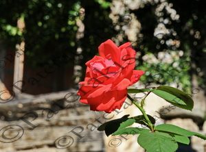 2706 ΤΡΙΑΝΤΑΦΥΛΛΟ ΚΟΚΚΙΝΟ ΑΜΠΕΛΑΚΙΑ ΛΑΡΙΣΑ 27-09-2024
